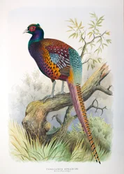 Phasianus strauchi, 1906-7